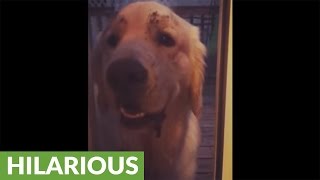 What happens when you leave a Golden Retriever unsupervised?