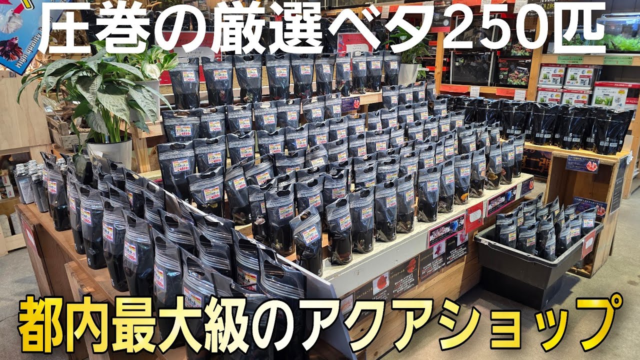 凄すぎるイベント‼レイアウト水槽が超大量‼圧倒的在庫量で全てが揃う奇跡のアクアショップ吉田鑑賞魚さんのベタフェス‼　aquarium　アクアリウム　テラリウム　熱帯植物　金魚　熱帯魚　水草　メダカ