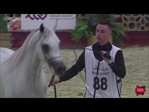 N.88 JABBAR AL WAAB - 2019 Qatar Int. Peninsula show - Colts 3 Years Old (Class 6)