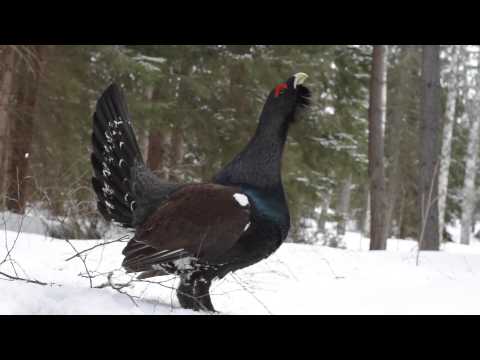 Tjäder (capercailzie, grouse, Tetrao urogallus)