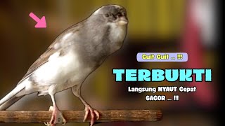 Download lagu KENARI Gacor ! Suara PANCINGAN KENARI PAUD Belajar BUNYI Ngeriwik - MASTERAN Kenari PAUD mp3