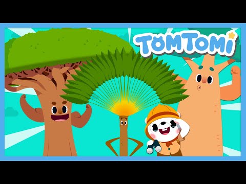Unusual Trees🌳 | Actual Images of Weird Trees😲 | Unusual Series | Kids Song | TOMTOMI