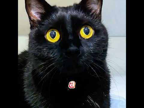 ¿Crees que las telarañas traen buena suerte?#cat #funny #cute #shorts