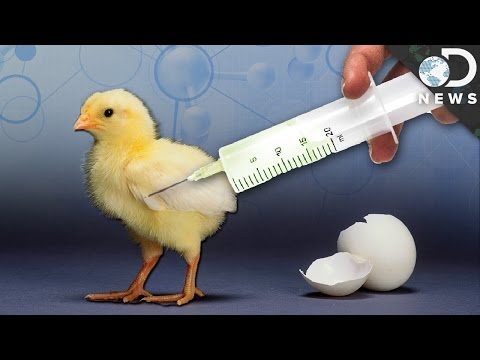 Is It Safe To Eat Genetically Modified Animals?