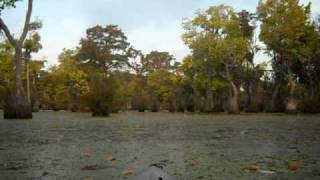 preview picture of video 'Kayaking on Merchants Millpond'