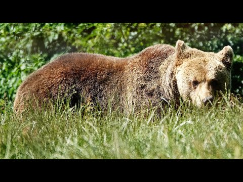 Libearty Bear Sanctuary - Transylvania