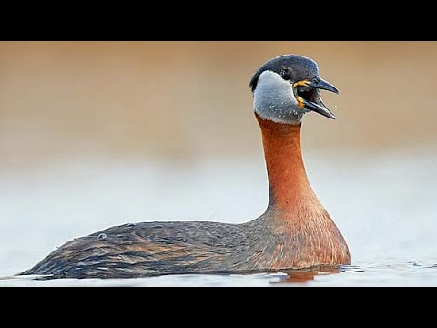Potápka červenokrká (Podiceps grisegena) – samec v svadobnom šate volá samicu