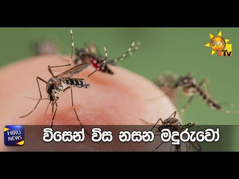 විසෙන් විස නසන මදුරුවෝ - Hiru News විසෙන් විස නසන මදුරුවෝ - Hiru News