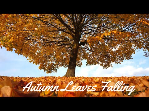 Autumn Leaves Falling/Blowing From Trees on a Windy Fall Day - Relaxing Ambience/FREE Stock Footage