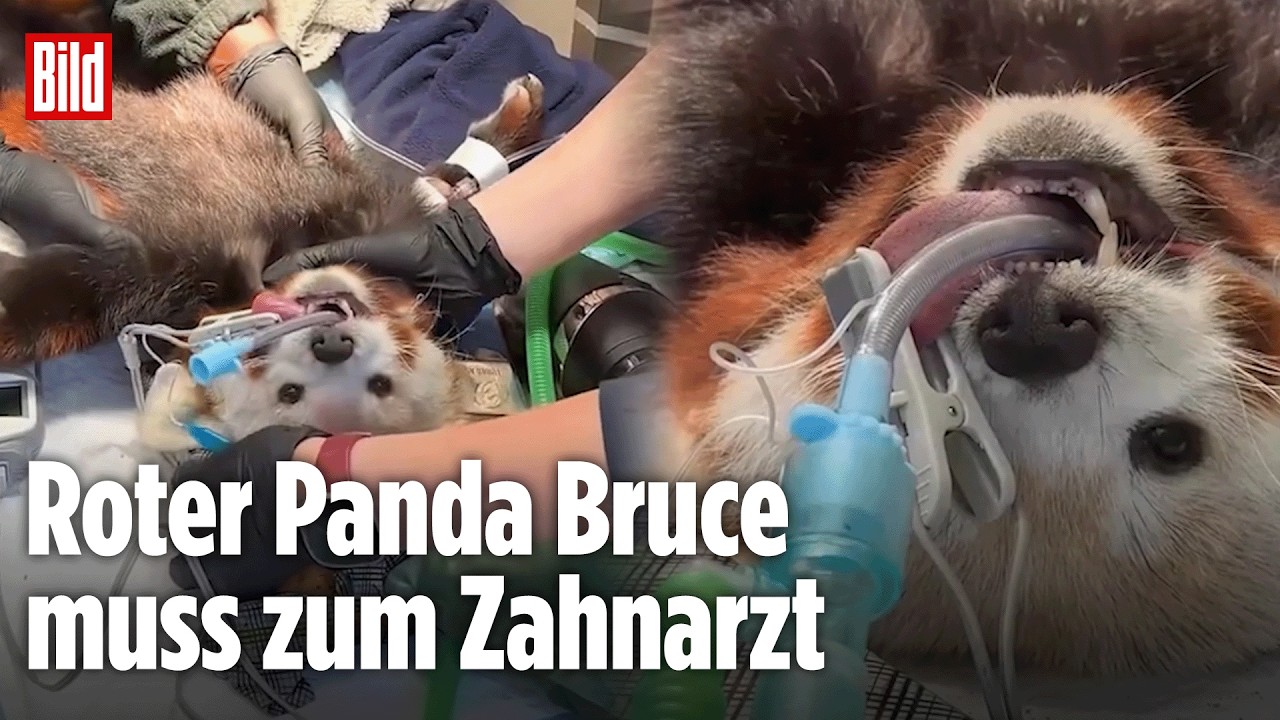 SCHOTTLAND: Zahn-Alarm bei Panda Bruce! So geht es ihm nach dem Eingriff