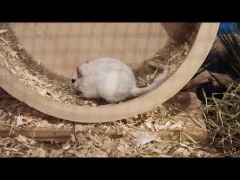 VG von Hetti und Frida (1. Seitentausch)