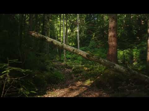 Psychedelic Downtempo: We Are Eternal at Stacja Spacja Festival Poland 2023