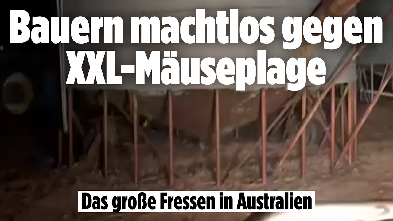 Mäuseplage eskaliert: Bauern in Australien kämpfen gegen XXL-Invasion