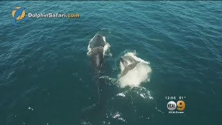 KCAL 9 News at 12:00PM