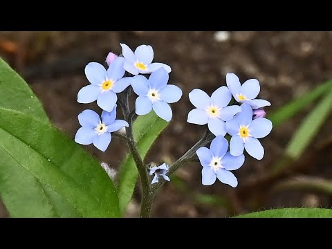 Forget-me-not and the drowning knight