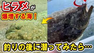 ヒラメが爆増中の海で釣りの直後に潜ってみたら…この海ヒラメだらけで凄いよぉ！