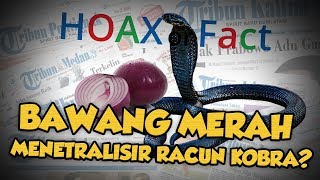 Hoax or Fact: Bawang Merah Dapat Menetralisir Racun Ular Kobra?