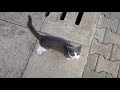 Beautiful Gray White Cat