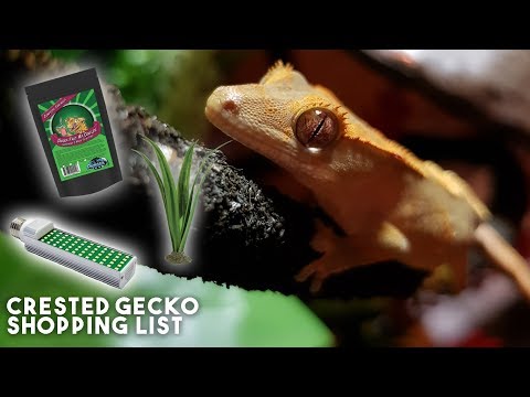 download lagu mp3 mp4 Crested Gecko Diet Uk, download lagu Crested Gecko Diet Uk gratis, unduh video klip Crested Gecko Diet Uk