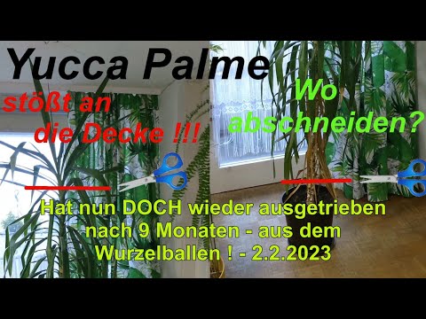 Yucca Palme zu groß geworden, wo abschneiden... wieder ausgetrieben!