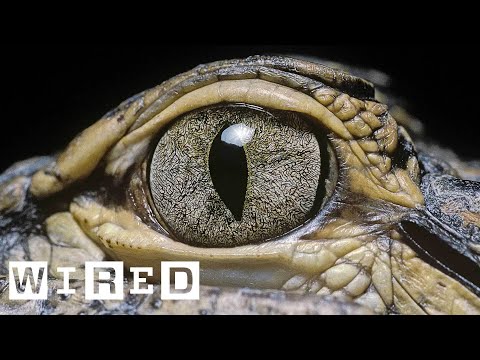 動物界の「目」全種類を解説 | WIRED Japan (動物界の「目」全種類を解説 | WIRED Japan)