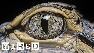 ブルベリアイ - 動物界の「目」全種類を解説 | WIRED Japan
