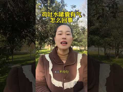 鸡吐水嗉囊有气怎么回事 #科学养鸡 #鸡嗉囊炎 #鸡病防治 #科普 #鸡 #搞笑