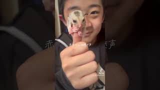 赤ちゃんの鳴き声#フクロモモンガ #pets #エキゾチックアニマル #癒し #フクモモベビー #cute #ハムスター #animals #モザイク
