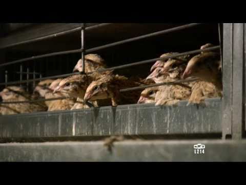 , title : 'Le modèle alimentaire français : l'élevage des cailles'
