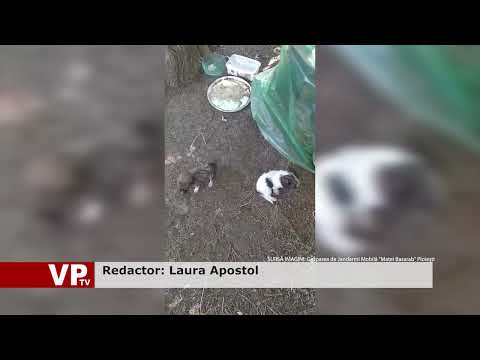 Căţeluşi abandonaţi, salvaţi de jandarmi în timpul patrulării