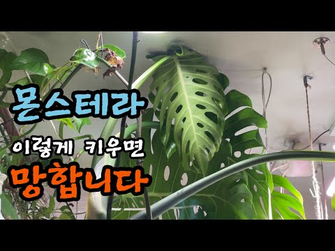 몬스테라 이렇게 키우지 마세요. 망합니다. 6년 키웠더니 식물이 무서워요. 몬스테라와 전투를 벌였습니다. 몬스테라 이렇게 키우지 마세요. 망합니다. 6년 키웠더니 식물이 무서워요. 몬스테라와 전투를 벌였습니다.