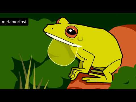 Gli anfibi: rane, rospi, salamandre, tritoni e cecilie