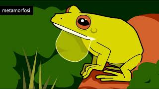 Gli anfibi: rane, rospi, salamandre, tritoni e cecilie