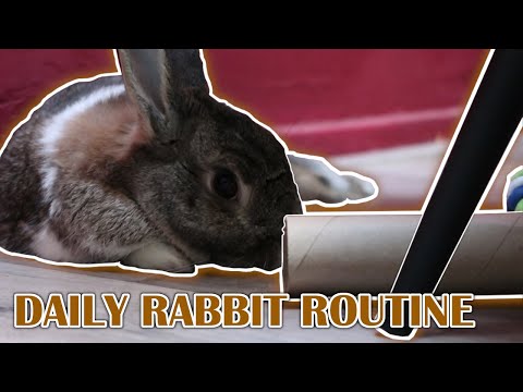 , title : 'My Daily Bunny Routine! | Hoe ik mijn konijn verzorg'