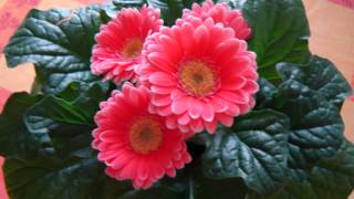 Sidney Bechet- Petite fleur.