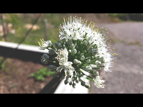 När och hur jag tar frön av gul/röd lök. När ska jag klippa/inte klippa löken?