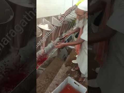 Chicken Killing Cone