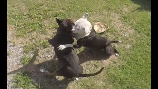 HOW TO BREAK UP A PITBULL FIGHT WITHOUT BREAKER STICK!