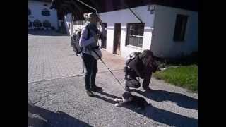 Tibet Terrier Herbstreffen 2013 2