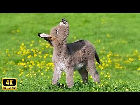 These RIDICULOUS Farm Animals Deserve an Oscar! 😂