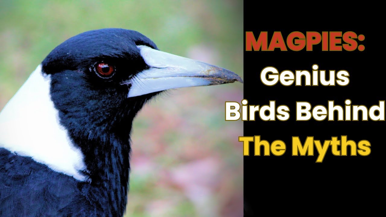 MAGPIES: The Mischievous GENIUSES of the Bird World