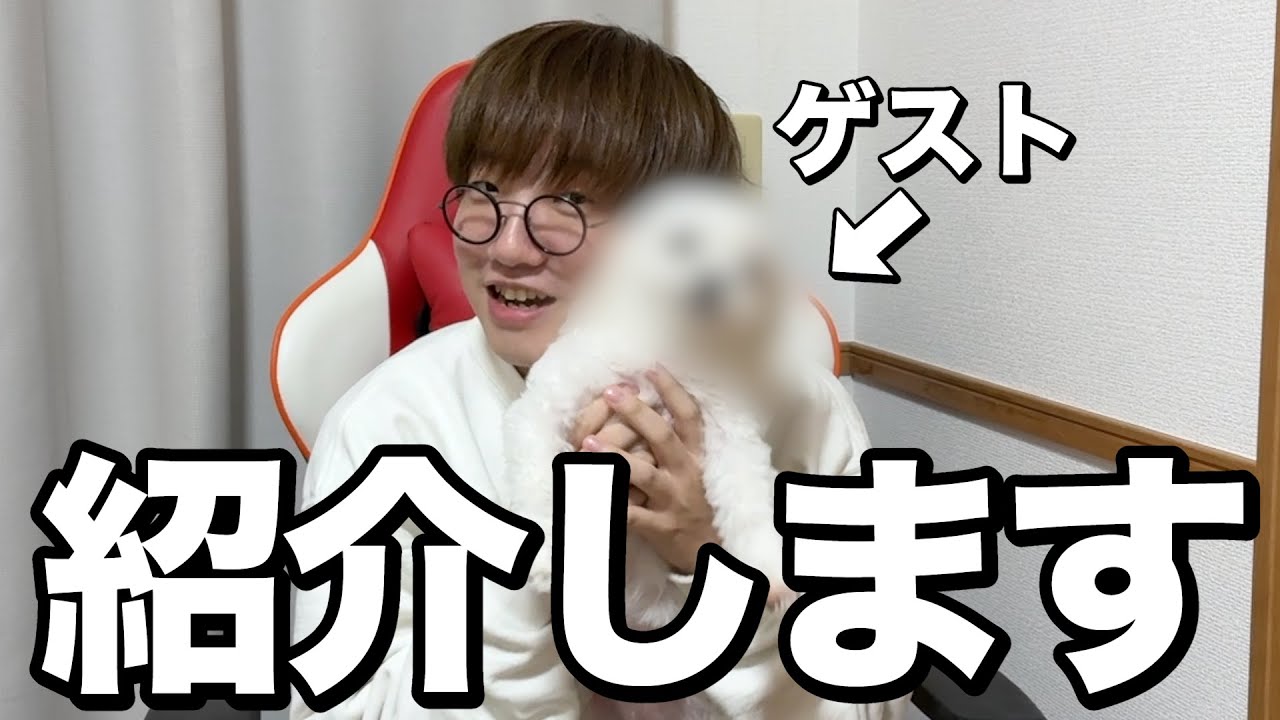 大好きなわんこを紹介します！あけましておめでとうございます！