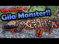 Herping In New Mexico Part 2 Gila Monster