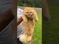 Orange Cat Held Up Angry