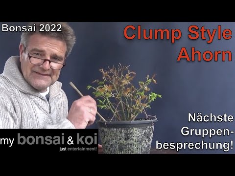 Bonsai 2022-60 - Ahorn - Clump Style - die nächste Gruppenbesprechung