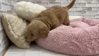 ハーフ犬の動画01