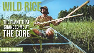 Wild Rice: The Plant that Changed Me at the Core