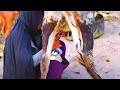 Cow Milking Village Life The Old Fashioned Way