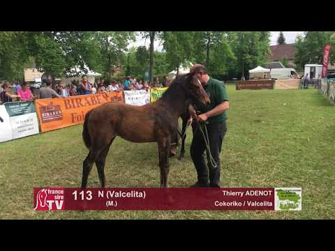Sprinter Sacré Show 2018 : Lot 113 - N (Valcelita)