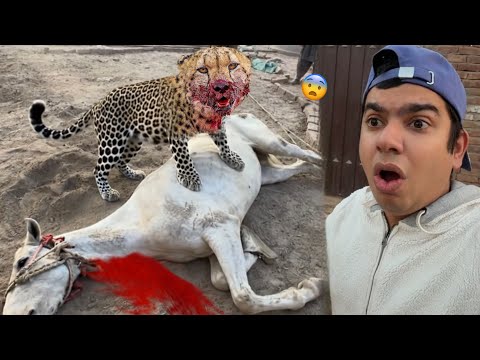 Leopard Ny Hmara Horse Mar Dala 😨 